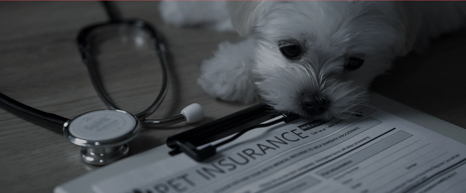 Image of a dog